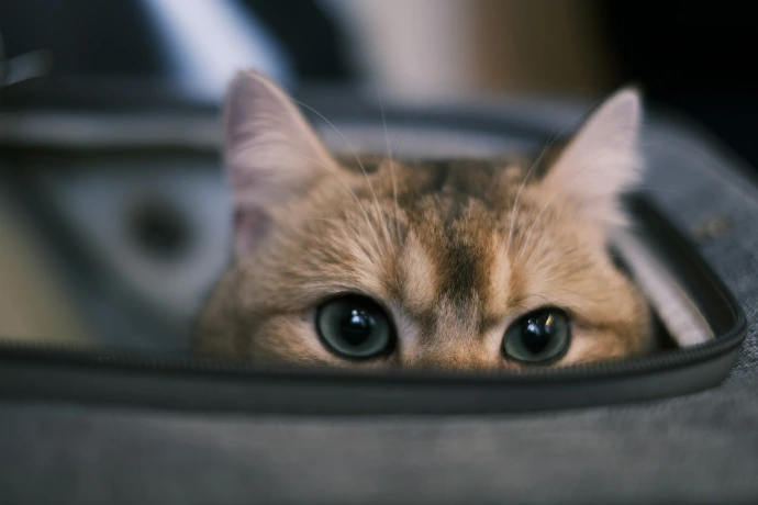 a close up of a cat peeking out of a piece of luggage